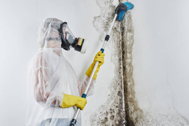 Best Local Mold Removal Service  in Huntington Woods, MI