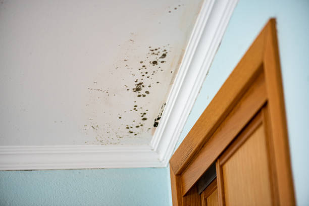 Best Mold Removal Near Me  in Huntington Woods, MI