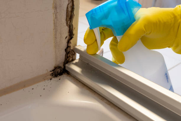 Best Home Mold Removal  in Huntington Woods, MI