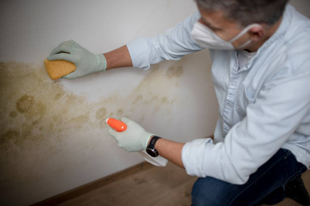 Home Mold Removal in Huntington Woods, MI