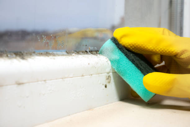 Best Mold Removal Company Near Me  in Huntington Woods, MI