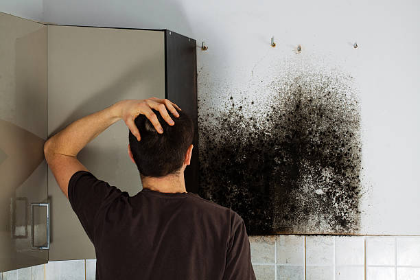 Huntington Woods, MI Mold Removal Company