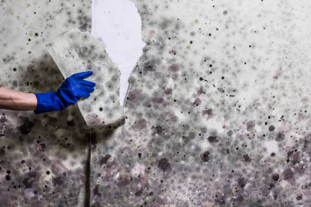 Best Mold Testing  in Huntington Woods, MI